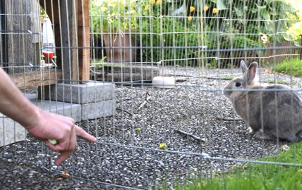 Tiere als Therapie – Pilotprojekt erfolgreich abgeschlossen