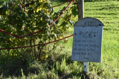 Alkohol- und Medikamentensucht