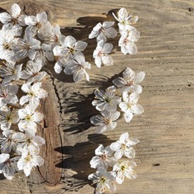 Symposium 2017 Programm