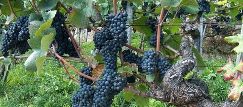 Geschichte des Alkohols