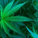Grenzmengen bei Cannabis