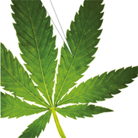 Mit Jugendlichen über Cannabis reden